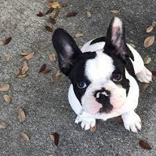 Usually, the average cost of purchasing a pet quality puppy from a reputable breeder is about $2,000 to $4,000. Welcome To Pinellas Frenchies Pinellas Frenchie