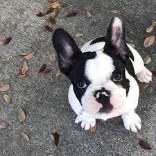 French bulldog puppies tampa florida. Welcome To Pinellas Frenchies Pinellas Frenchie