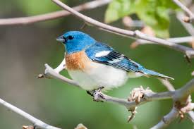 Image result for Passerina montana