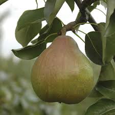 Very attractive during the spring blossom months and have a lovely bright foliage during the autumn season. Doyenne Du Comice Pear Patio Fruit Tree In A 5l Pot 1 2m Tall Buy Online In Madagascar At Madagascar Desertcart Com Productid 63326424