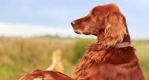 They have a similar temperament to irish setters as both breeds are friendly. Irish Setter Dog Breed Information Center