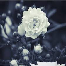 Misalkan saja bunga mawar, bunga tulip, bunga dahlia, bunga teratai, bunga anggrek, bunga melati, bunga sakura, bunga sepatu, bunga raflesia, dan bunga indah lainnya. Wellyu Disesuaikan Besar Lukisan Dinding Tinggi Ditempa Retro Bunga Bunga Mawar Putih Mengejutkan Tv Latar Belakang Bukan Tenunan Wallpaper Nonwoven Wallpaper Backdrop Wallpapertv Wallpaper Aliexpress