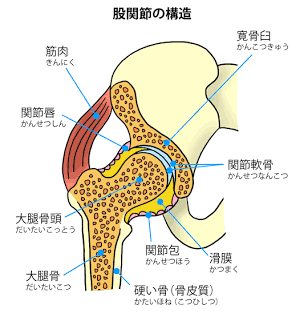 股関節の基本構造とクッションの役割（AI 生成）