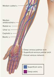 The blood vessels are the components of the circulatory system that transport blood throughout the human body. How Long Is A Human Vein Quora