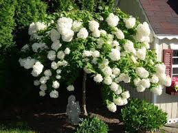 When To Prune Flowering Trees Shrubs Maurice Meadows Sad Sadovodstvo Belye Gortenzii