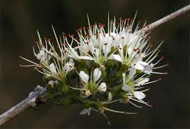 Image result for Combretum mkuzense