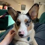 Blue Merle corgi? : r/corgi