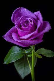 Pin By Chris Goodwin On Fabulous Flowers Purple Roses Beautiful Roses Pretty Flowers
