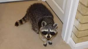 They have a over 200 sounds they use to communicate. Raccoon Rampages Around Northampton Family S Home Bbc News