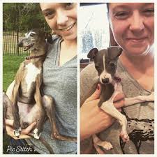 Introducing new italian greyhound family member