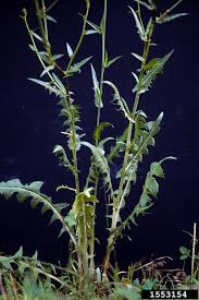 Image result for Cichorium intybus