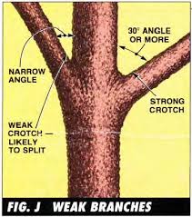 Make cuts next to, but not into, the branch bark ridge, which is located on the upper side of the branch. How To Prune Trees Without Killing Them Step By Step With Pictures Bestlife52
