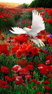 Nature Birds And Flowers Wallpaper Pin By Qaisar Shah On Doves Are Beautiful Very Beautiful Flowers Beautiful Flowers Beautiful Nature