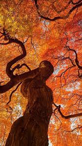 Best Wallpaper For Mobile Best Nature Wallpapers Wallpaper Best Wallpaper For Mobile