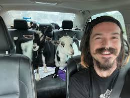 Nigerian dwarf buck for sale in Falmouth, KY