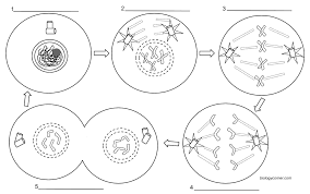 Meiosis worksheet chapter 10 sec 1 answer key | … 1 day ago · chapter 14 ankalk de. Mitosis Coloring Biology Libretexts