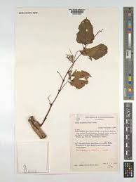 Image result for Cissus integrifolia