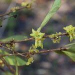 Image result for Garcinia huillensis