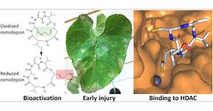 Image result for Romidepsin