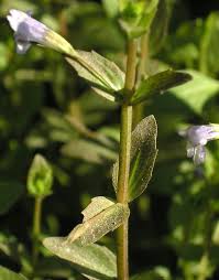 Image result for Linderniaceae