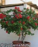 Bougainvillea plants grow as vines or bushes and have leaves that are commonly bright fuchsia and dark green. Bougainvillea Spectabilis Don Fernando Arbusto Paisagismo Digital