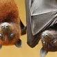 Summer at the Library: Bats at the Library