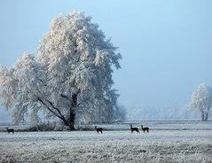 Hallo ich habe mal wider eine frage an euch! Wie Schlafen Rehe Im Winter
