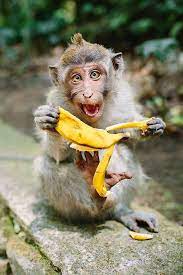 Expressive Monkey Eating Banana By Cameron Zegers Animals Animal Pictures Animals Beautiful