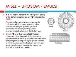 Pendidikan Misel Fungsi Struktur Dan Formasinya Kimia Pendidikan Biologi