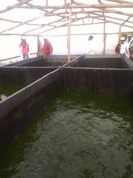 Build as big of a pond as you can. Start A Fish Farm In Your Backyard You Don T Need To Dig Ponds Anymore Cellfam
