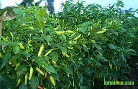 Maybe you would like to learn more about one of these? 13 Cara Budidaya Cabai Rawit Agar Buah Lebat Dari Awal Hingga Panen Berita Pertanian Mitalom
