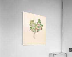 Image result for Mystroxylon