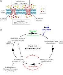 Common questions and answers about salbutamol mechanism of action. Mast Cells In Asthma State Of The Art Bradding 2016 Clinical Amp Experimental Allergy Wiley Online Library
