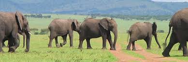 This is because you can choose to have a luxurious. Jeep Safaris And Tours Kenya Jeep Safaris Tanzania Jeep Safaris