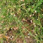 Image result for Hermannia kirkii