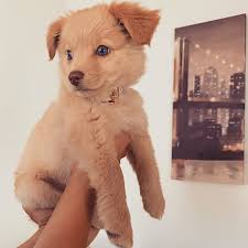 Pin By Laura Cip On Animal Reference Cute Animals Cute Dogs Super Cute Animals