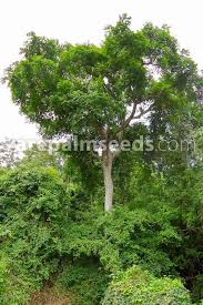 Image result for Spondias mombin