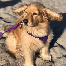 Golden retriever mix puppies maryland. Meet The Golden Cocker Retriever The Forever Puppy Animalso