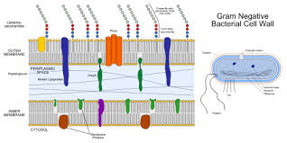 Gram Negative Bacteria Wikipedia