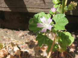 If you know which plant family a plant belongs to, it might help you to find the seeds. Malva Neglecta Wikipedia