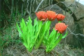 Image result for Scadoxus puniceus