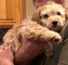 Parker's animal rescue strives to rescue, foster and find permanent loving homes for abandoned dogs and puppies in la plata county and the rural four corners. Fosters Colorado Animal Care Foundation