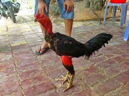 Blog ayam bangkok i informasi ayam bangkok super, ayam bangkok birma thailand vietnam. Pin Di Ayam Aduan Sabung Ayam Laga Ayam