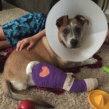 Check spelling or type a new query. Affordable Pet Vet Clinic Updated Covid 19 Hours Services 67 Photos 269 Reviews Veterinarians 2630 S Tracy Blvd Tracy Ca Phone Number Yelp