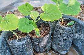 Check spelling or type a new query. The Complete Guide To Growing Winter Squash Gardener S Path