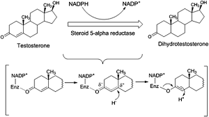 Discovery Of Natural Steroid 5 Alpha Reductase Inhibitors Assay And Drug Development Technologies