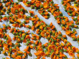 Maybe you would like to learn more about one of these? Foraging In The Olive Grove Poor Man S Saffron Wild Calendula Notes From A Tuscan Olive Grove