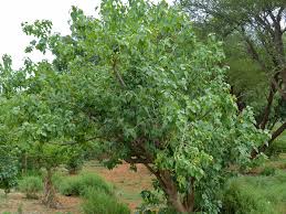 Image result for Croton polytrichus