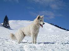 How long do australian sherpherds live? White Swiss Shepherd Dog Wikipedia