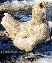 Easter Egger Chickens Pet Chickens Chickens Easter Eggers